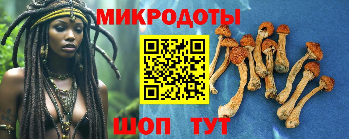 Галлюциногенные грибы Psilocybe Кудрово